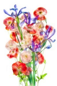Papaver and Iridaceae