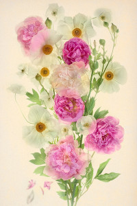 Poppies and Peonies