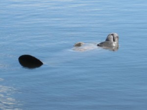 IMG_2780