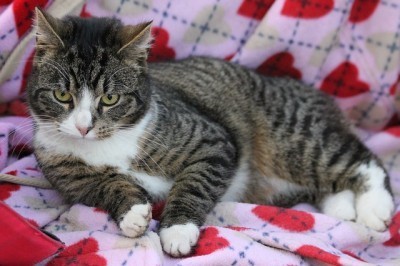 cat_on_blanket