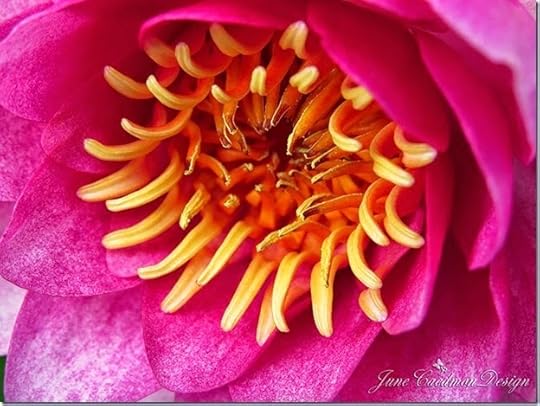 WaterLily_Close