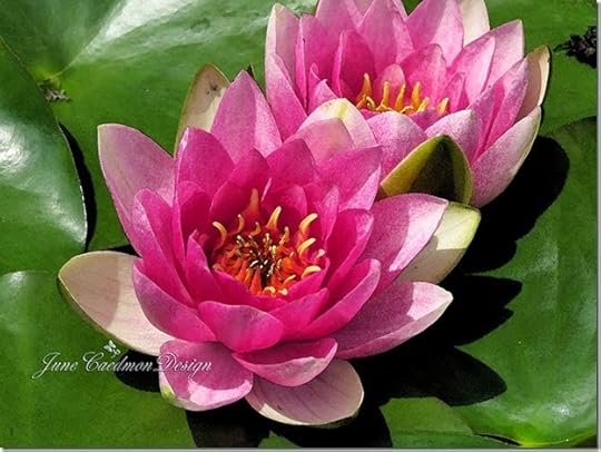 WaterLilies_watercolorfilter