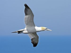 Northern Gannet - flying in groups, they look like military aircraft