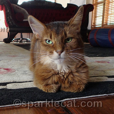 Note the non-lap-promoting sofa in the background.