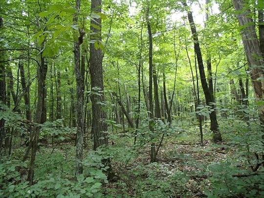 the forest photo GEDC0565_zps1404275e.jpg