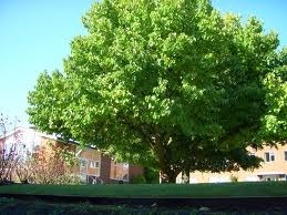 A mulberry tree 400 years old