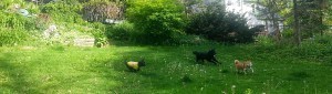Dogs Chasing