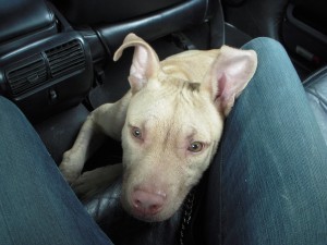 on the way home from the shelter
