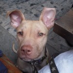 Leon Quinn Trujillo Sterling Britt