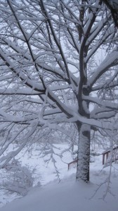 snow 017