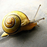 Snail