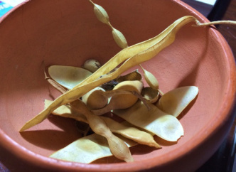 Dish of seedpods