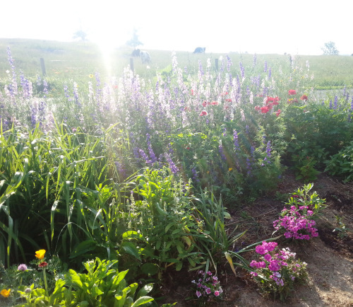 Flower bed along road 6-16-2014