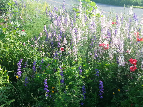 larkspur and shirley poppies