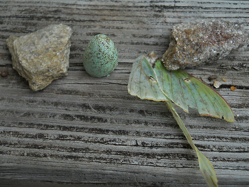cardinal egg, luna moth wing
