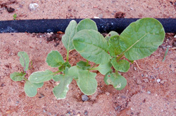 Replanted Radishes