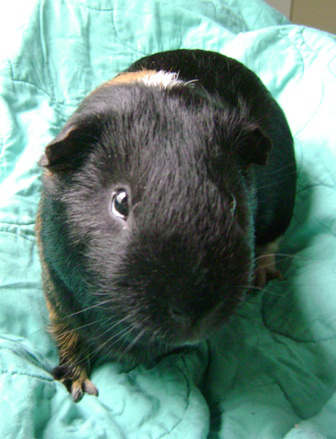 I can’t believe I ever thought Pike’s books would be too scary for me. Too dumb, maybe, I should have just read the blurbs. 