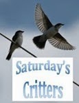 Saturday's Critters_2