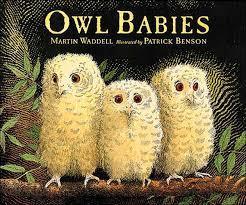 owlbabies