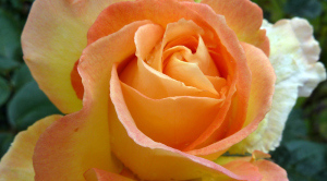2012_0622 rose for rosie wordpress