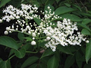 Sambucus-canadensis-Elderberry-flower