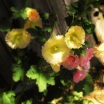 003 - Copy - Copy (2)