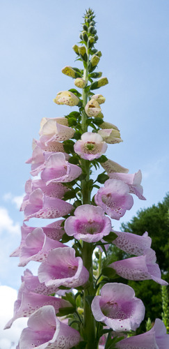 Filoli Foxglove