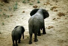 elephants2