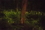 0609_KCLO_Fireflies_2-1_t607