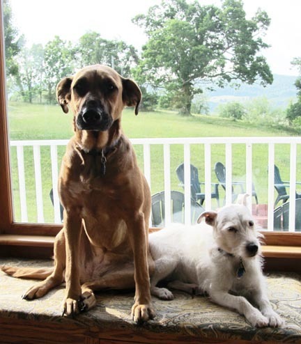 Brownie & Bellex