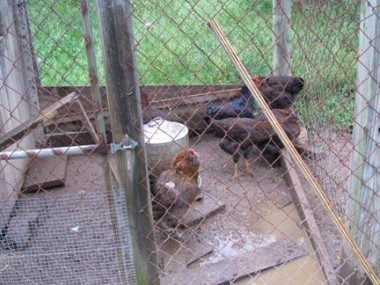 Muddy Coop1x