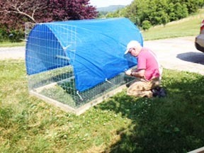 [Chicken tractor to rescue!]