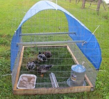 Dome Pen Ducksx