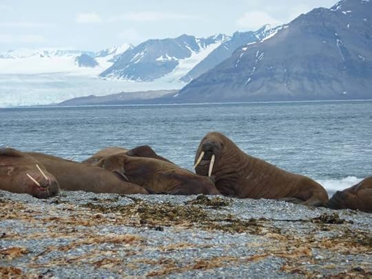 photo, image, walruses, norway