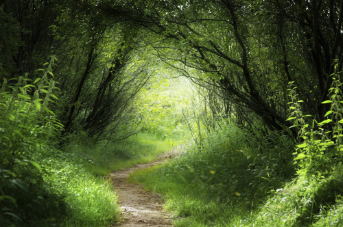 Path through the enchanted forest
