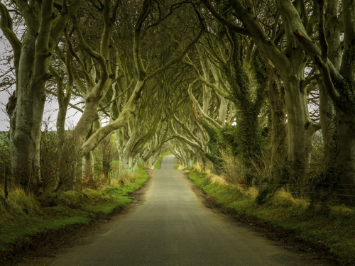 Path through old trees