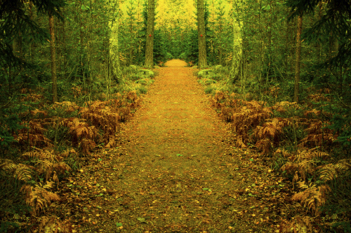 Path to magical forest