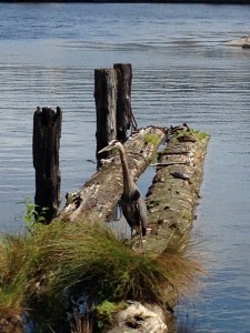 This heron is tired of putting up with my crap, apparently.