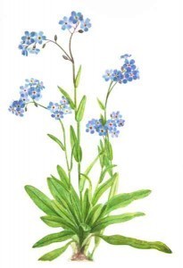 Mary Vaux Walcott watercolor of flower