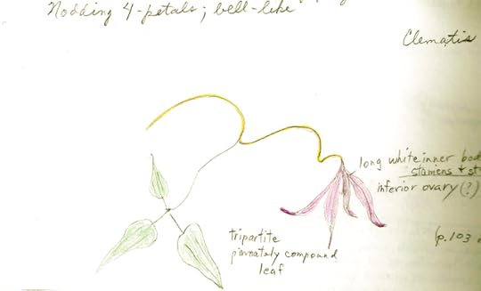 Clematis by Janet, 2007