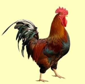  photo imagejpg1_zpsdf4a13d5.jpg