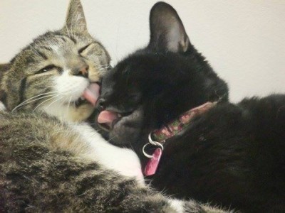 cats_grooming_each_other