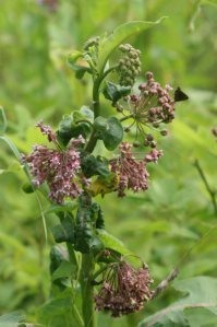 milkweed bloom