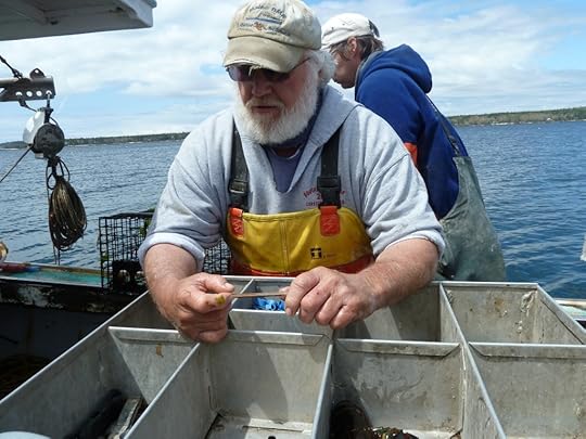 Captain Clive Farrin explains how to measure the lobster. In Maine legal lobsters must be between 3 1/4 and 5 inches long on the carapace (from the eye socket to the start of the tail). Larger and smaller lobsters must be thrown back.