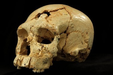 A hominin skull (dubbed Skull 17) from the Sima de los Huesos cave site in Sierra de Atapuerca, Spain.