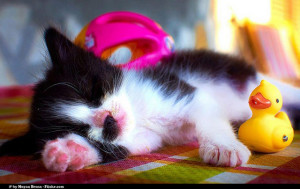 Picture by Moyan Brenn on Flickr