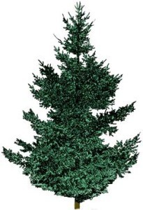 Douglas-fir