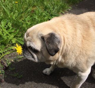 Jelly in summer mode.