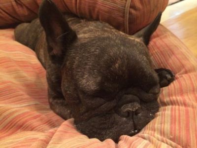 Snoozing Lulu