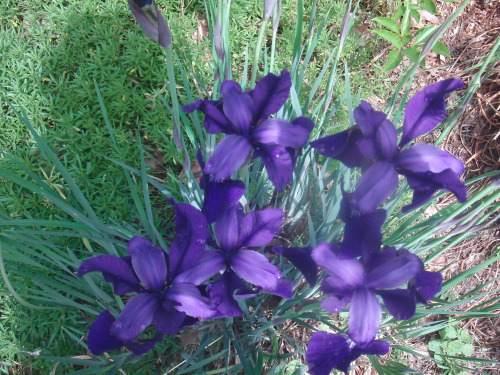 iris